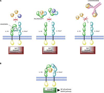 Development and Role in Therapy of Canakinumab in Adult-Onset Still’s Disease